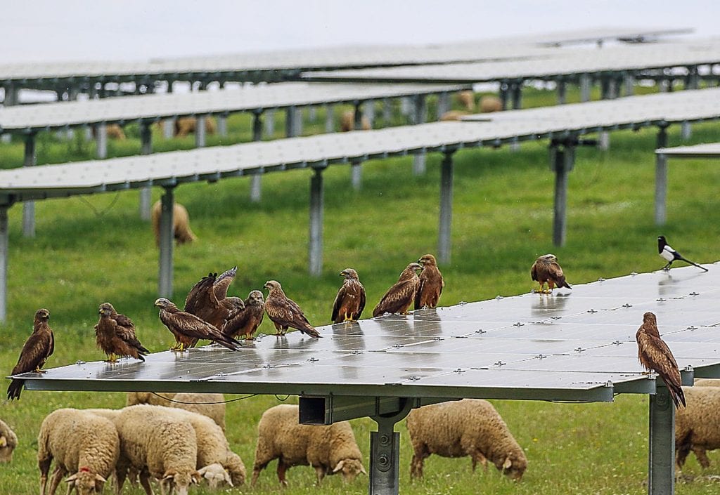 Grazing sheep and wild birds at La Sollania (Trujllo) Spain