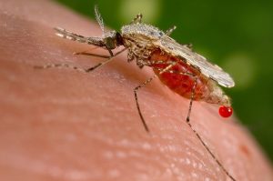 Anopheles stephensi mosquito feeding on a human host. This mosquito is a known malarial vector with a distribution that ranges from Egypt all the way to China. Source: CDC