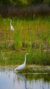 Wetlands Birds