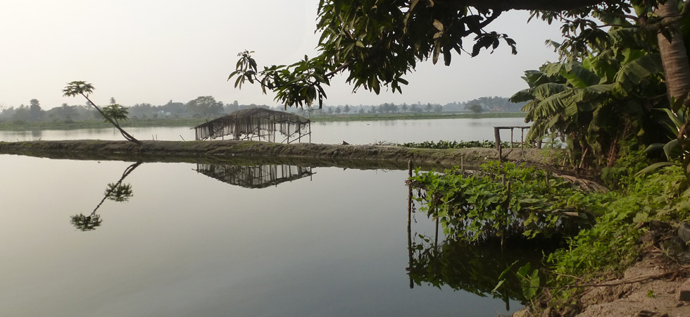 East Kolkata Wetlands