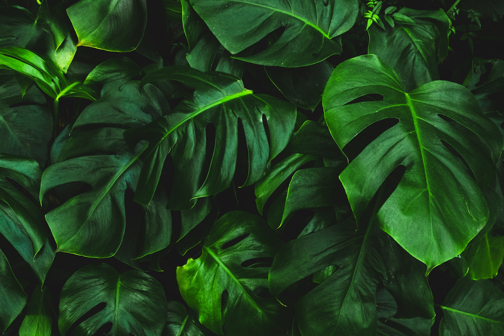 Fady Jameel featured in Forbes Middle East Sustainability Leaders List 2025
